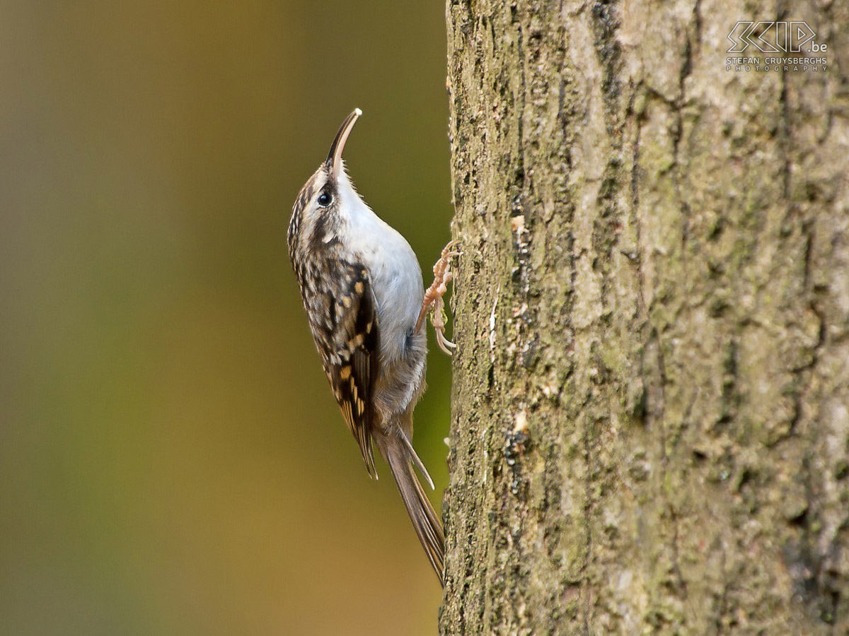 Vogels in de Ardennen - Boomkruiper Boomkruiper (Certhia familiaris) Stefan Cruysberghs